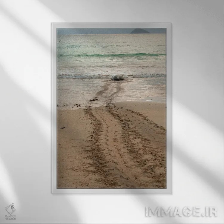 تابلو پس از تخمگذاری در ساحل گالاپاگوس، این لاکپشت دریایی به اقیانوس بازمیگردد اثر بتی سدرکوئیست - نمای قابدار سفید