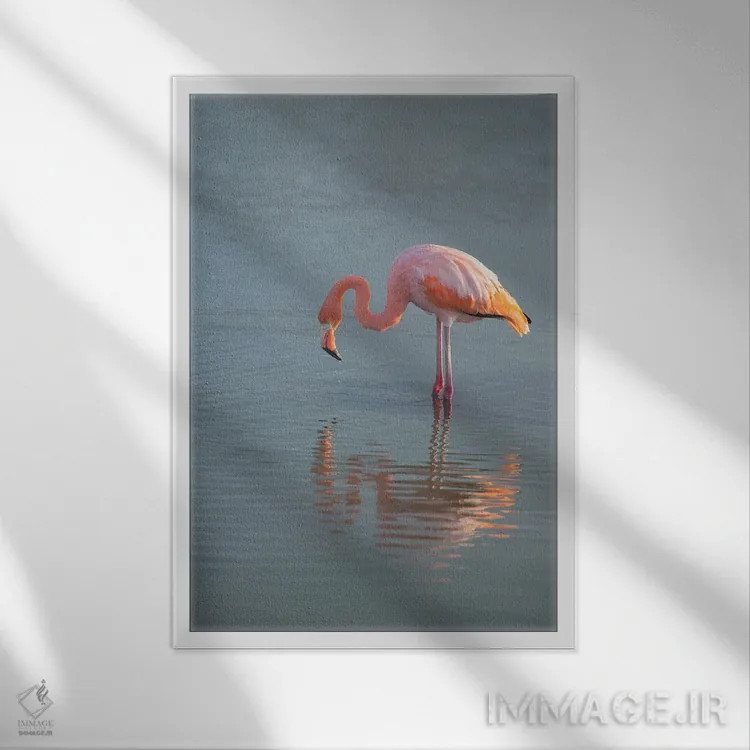 تابلو فلامینگو به دنبال غذا در خور در جزایر گالاپاگوس اثر بتی سدرکوئیست - نمای قابدار سفید