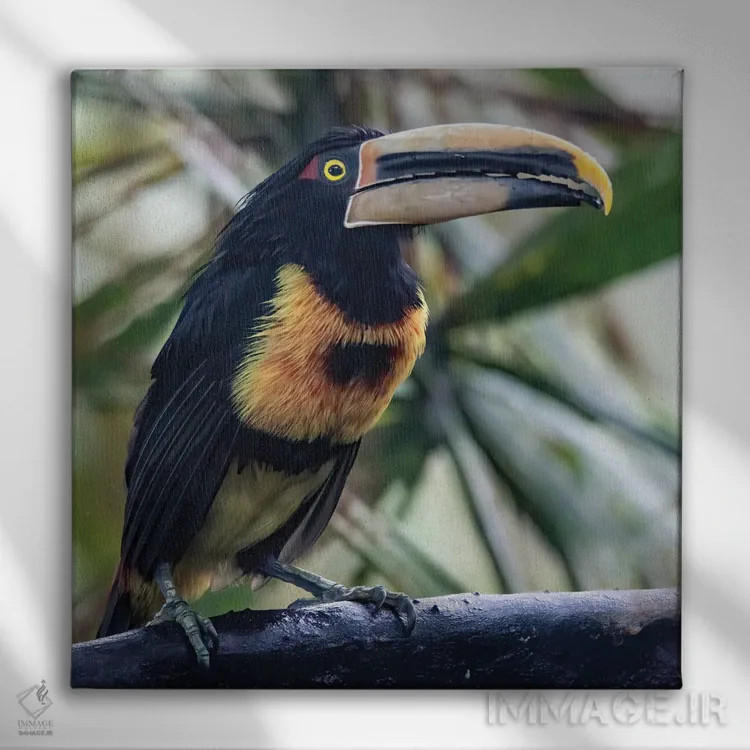 تابلو آراکاری در جنگل ابری منقاری بزرگ دارد اثر بتی سدرکوئیست - نمای روبهرو روی دیوار