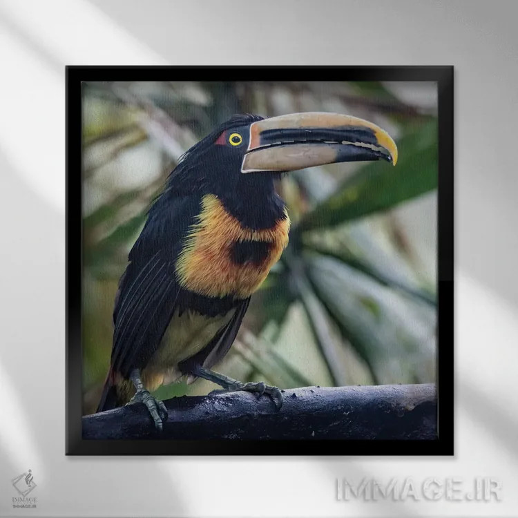 تابلو آراکاری در جنگل ابری منقاری بزرگ دارد اثر بتی سدرکوئیست - نمای قابدار مشکی