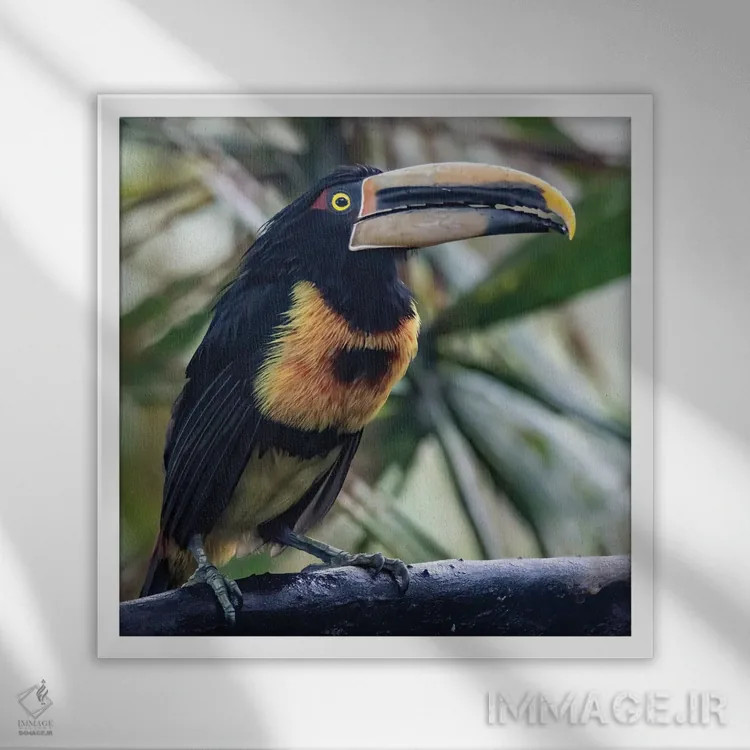 تابلو آراکاری در جنگل ابری منقاری بزرگ دارد اثر بتی سدرکوئیست - نمای قابدار سفید