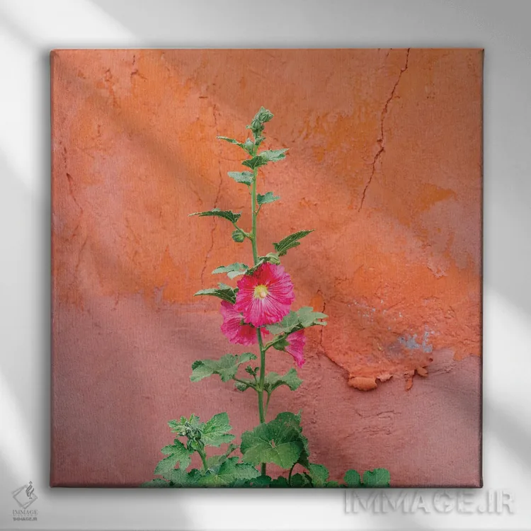 تابلو گلهای سانتافه ۲ اثر بثانی یانگ - نمای روبهرو روی دیوار