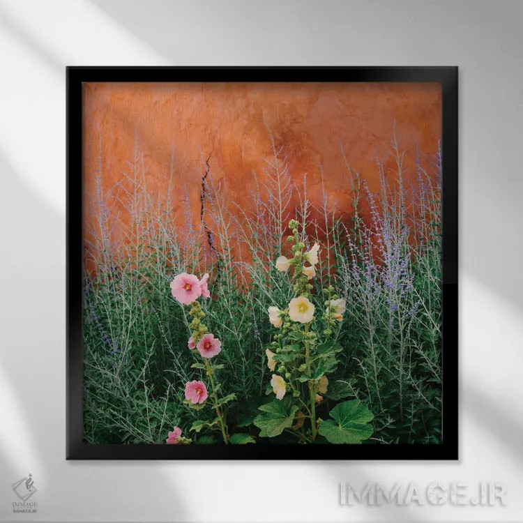 تابلو گلهای سانتافه اثر بثانی یانگ - نمای قابدار مشکی