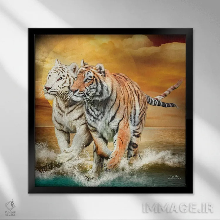 تابلو دویدن ببر اثر کارول کاوالاریس - نمای قابدار مشکی