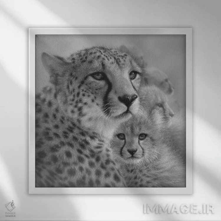 تابلو عشق مادرانه یوزپلنگ (سیاه و سفید) اثر کالین بوگل - نمای قابدار سفید