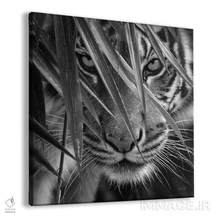 تابلو چشمهای ببر و بامبو (سیاه و سفید) اثر کالین بوگل - نمای پرسپکتیو محصول