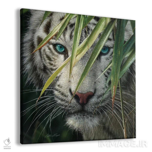 تابلو ببر سفید در جنگل بامبو اثر کالین بوگل - نمای پرسپکتیو محصول