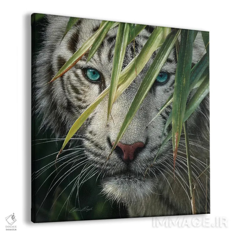 تابلو ببر سفید در جنگل بامبو اثر کالین بوگل - نمای پرسپکتیو محصول