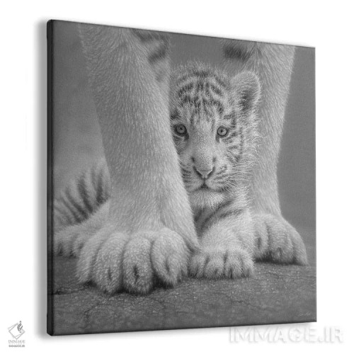 تابلو بچه ببر سفید اثر کالین بوگل - نمای پرسپکتیو محصول