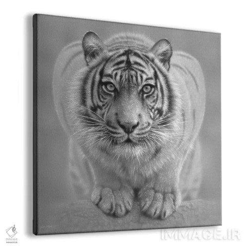 تابلو ببر سفید اثر کالین بوگل - نمای پرسپکتیو محصول