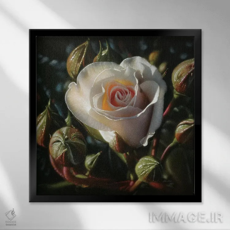 تابلو گل رز سفید اثر کالین بوگل - نمای قابدار مشکی