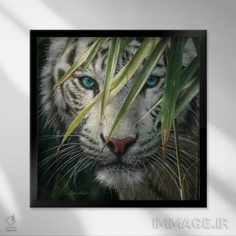 تابلو ببر سفید در جنگل بامبو اثر کالین بوگل - نمای قابدار مشکی