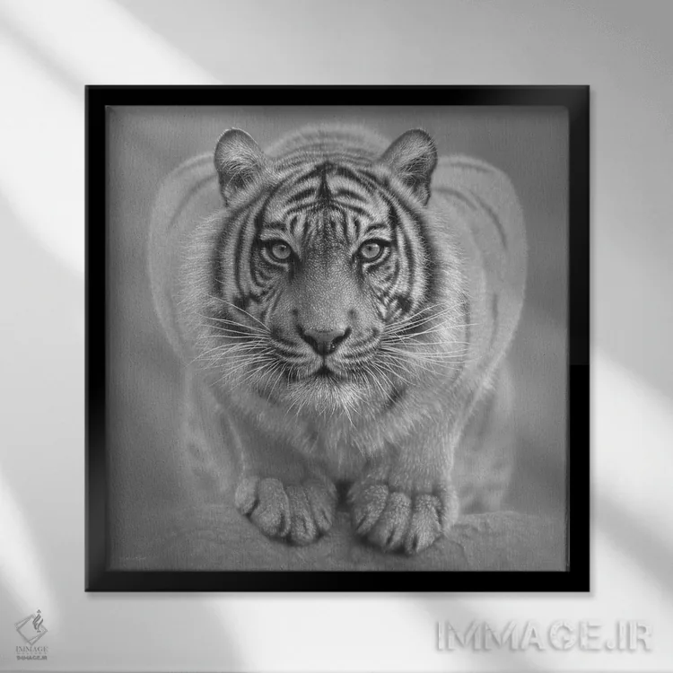 تابلو ببر سفید اثر کالین بوگل - نمای قابدار مشکی