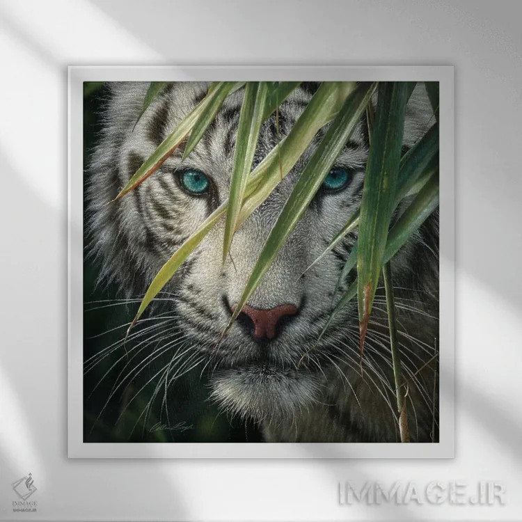 تابلو ببر سفید در جنگل بامبو اثر کالین بوگل - نمای قابدار سفید