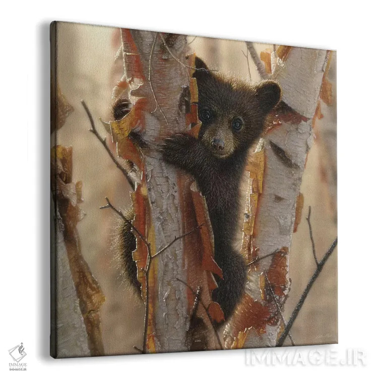 تابلو بچهخرس سیاه کنجکاو شماره ۲ (مربع) اثر کالین بوگل - نمای پرسپکتیو محصول