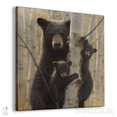 تابلو مادر خرس سیاه (مربع) اثر کالین بوگل - نمای پرسپکتیو محصول