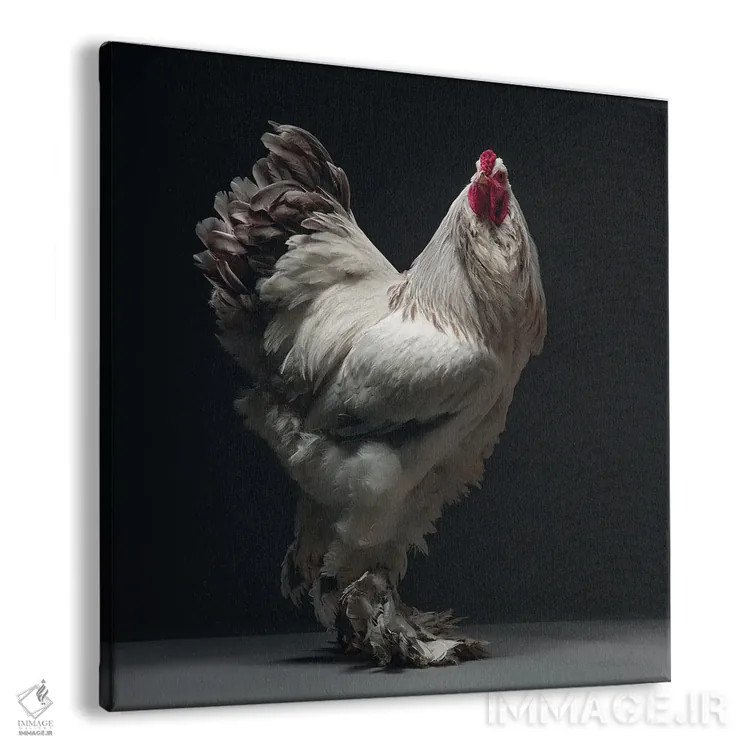 تابلو کلمبیایی لاوندر برهما (نوع مرغ زینتی) اثر چیکن (اثر هنری با لحن شوخ) - نمای پرسپکتیو محصول