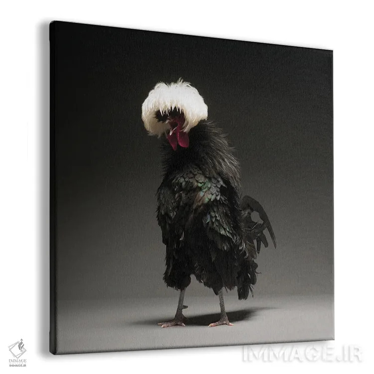 تابلو پولیش سیاه بزرگ (نوع مرغ زینتی) اثر چیکن (اثر هنری با لحن شوخ) - نمای پرسپکتیو محصول