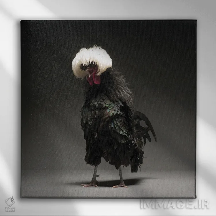 تابلو پولیش سیاه بزرگ (نوع مرغ زینتی) اثر چیکن (اثر هنری با لحن شوخ) - نمای روبهرو روی دیوار