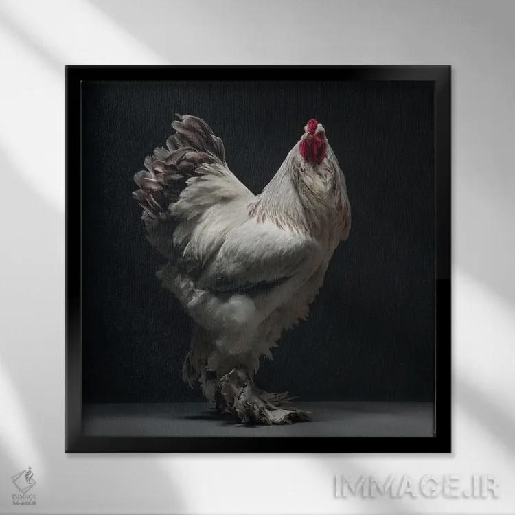 تابلو کلمبیایی لاوندر برهما (نوع مرغ زینتی) اثر چیکن (اثر هنری با لحن شوخ) - نمای قابدار مشکی