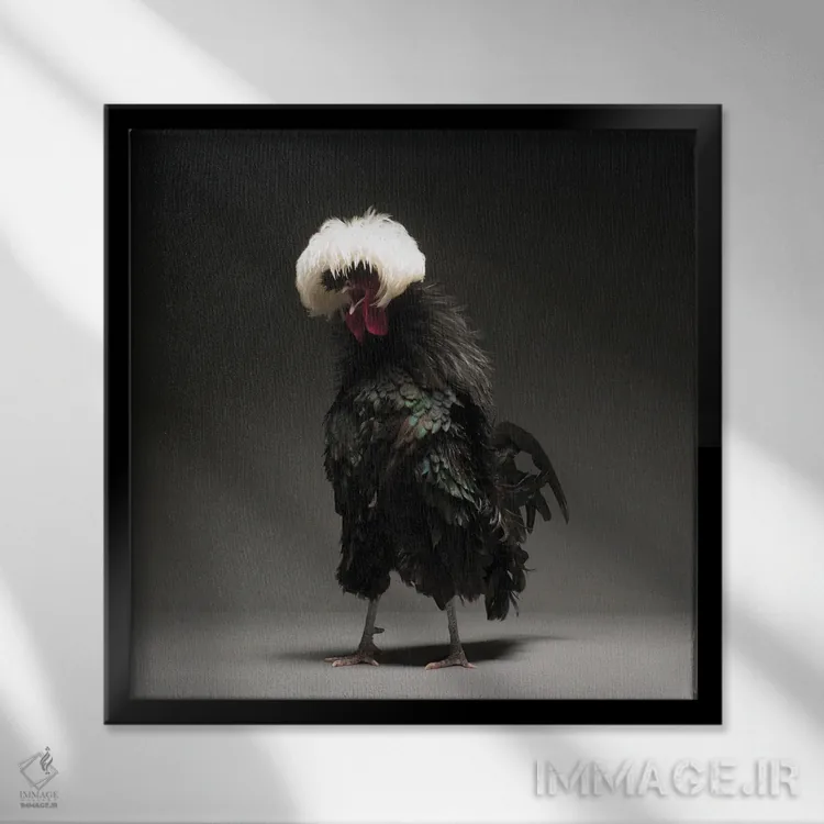 تابلو پولیش سیاه بزرگ (نوع مرغ زینتی) اثر چیکن (اثر هنری با لحن شوخ) - نمای قابدار مشکی