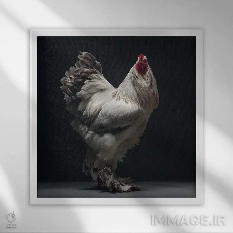 تابلو کلمبیایی لاوندر برهما (نوع مرغ زینتی) اثر چیکن (اثر هنری با لحن شوخ) - نمای قابدار سفید