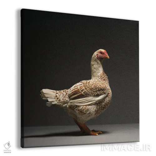 تابلو کورنیش (نژاد مرغ) اثر چیکن (اثر هنری با لحن شوخ) - نمای پرسپکتیو محصول