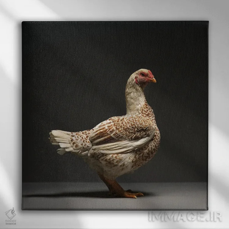 تابلو کورنیش (نژاد مرغ) اثر چیکن (اثر هنری با لحن شوخ) - نمای روبهرو روی دیوار