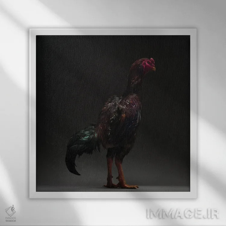 تابلو کو شامو (نژاد مرغ) اثر چیکن (اثر هنری با لحن شوخ) - نمای قابدار سفید