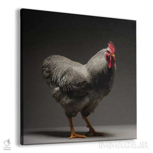 تابلو پلیموث راک (نژاد مرغ) اثر چیکن (اثر هنری با لحن شوخ) - نمای پرسپکتیو محصول