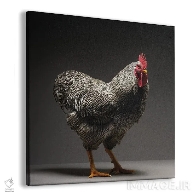 تابلو پلیموث راک (نژاد مرغ) اثر چیکن (اثر هنری با لحن شوخ) - نمای پرسپکتیو محصول
