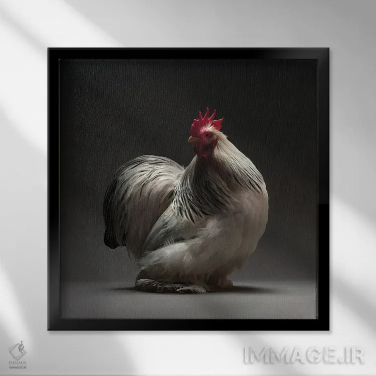 تابلو کوشین بانتام کلمبیایی (نژاد مرغ) اثر چیکن (اثر هنری با لحن شوخ) - نمای قابدار مشکی