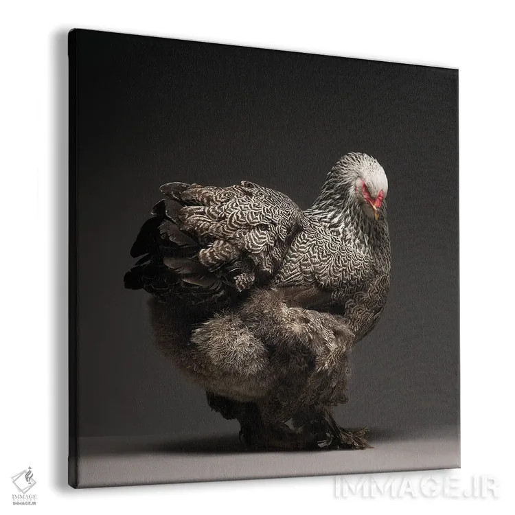 تابلو برهما (نژاد مرغ) اثر چیکن (اثر هنری با لحن شوخ) - نمای پرسپکتیو محصول
