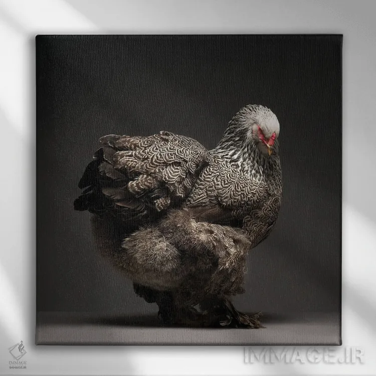 تابلو برهما (نژاد مرغ) اثر چیکن (اثر هنری با لحن شوخ) - نمای روبهرو روی دیوار