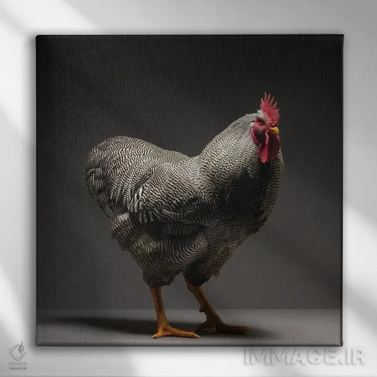 تابلو پلیموث راک (نژاد مرغ) اثر چیکن (اثر هنری با لحن شوخ) - نمای روبهرو روی دیوار