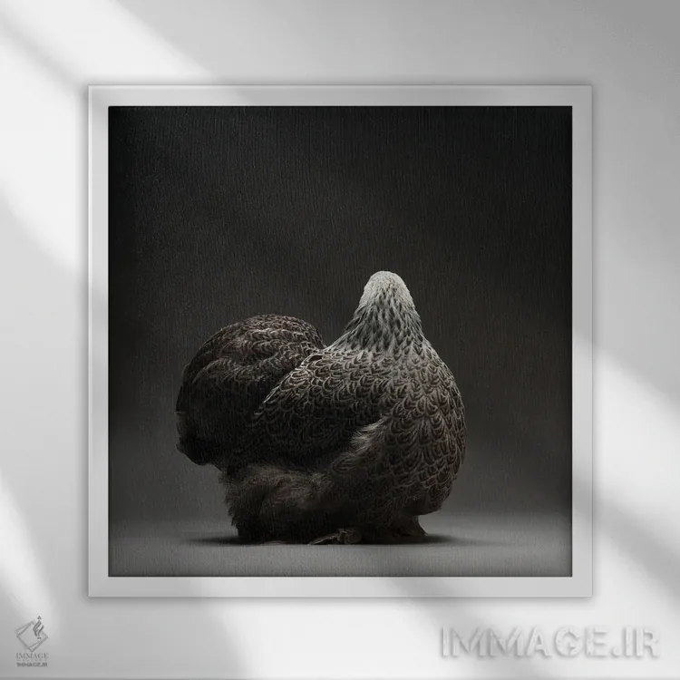 تابلو کوشین بانتام (نژاد مرغ) اثر چیکن (اثر هنری با لحن شوخ) - نمای قابدار سفید