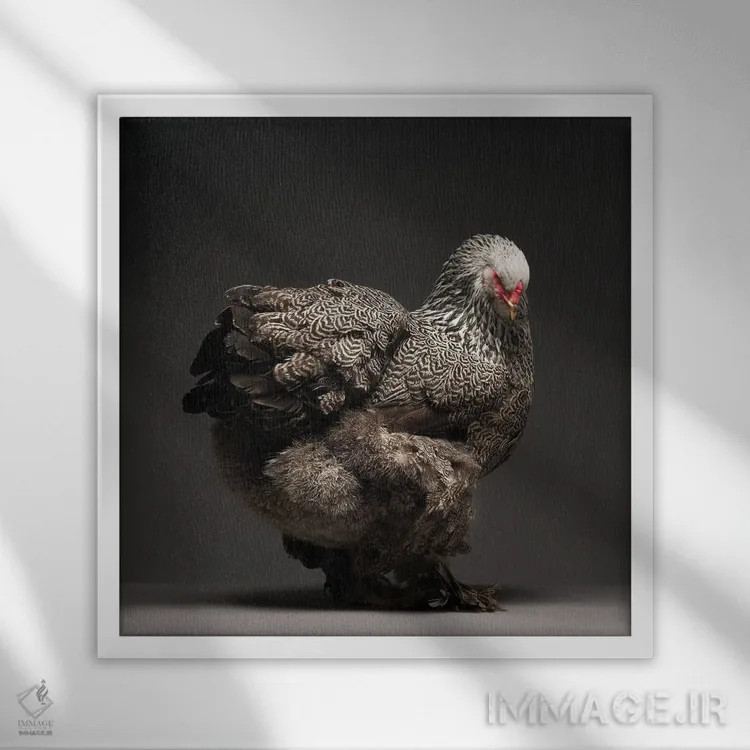 تابلو برهما (نژاد مرغ) اثر چیکن (اثر هنری با لحن شوخ) - نمای قابدار سفید