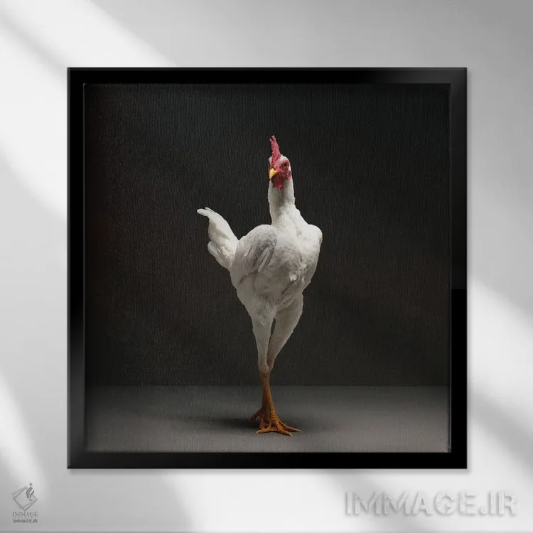 تابلو مرغ جنگجوی مدرن انگلیسی اثر چیکن (اثر هنری با لحن شوخ) - نمای قابدار مشکی