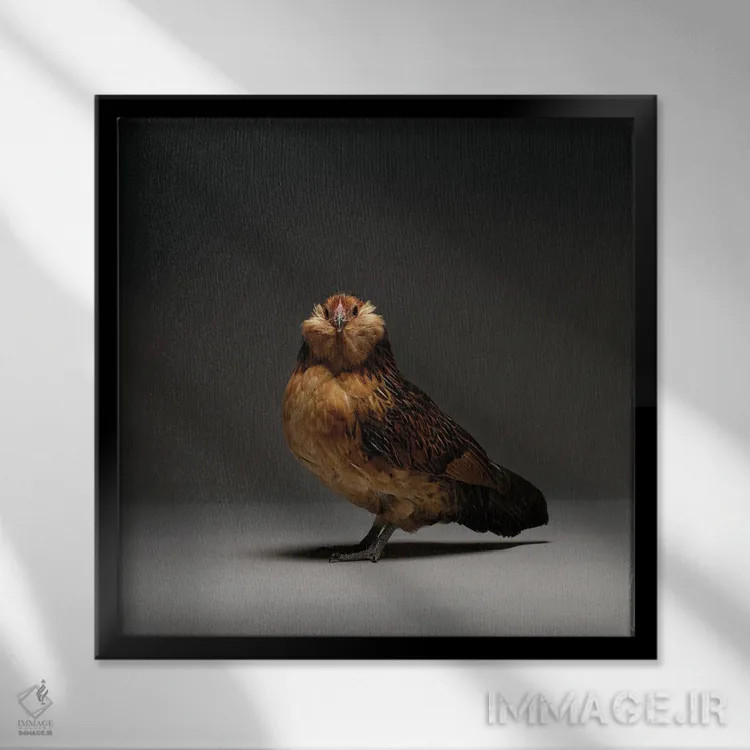 تابلو باربو دانور (نژاد مرغ) اثر چیکن (اثر هنری با لحن شوخ) - نمای قابدار مشکی