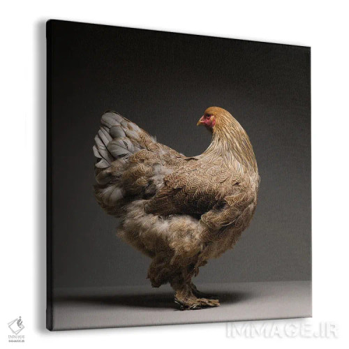 تابلو برهما (نژاد مرغ) اثر چیکن (اثر هنری با لحن شوخ) - نمای پرسپکتیو محصول