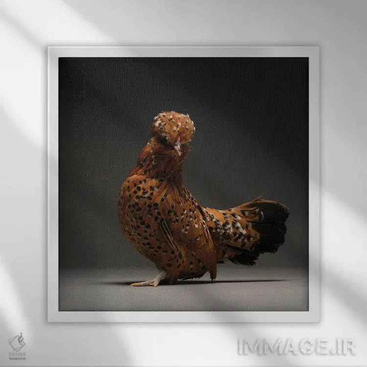 تابلو باربو واترمیل (نژاد مرغ) اثر چیکن (اثر هنری با لحن شوخ) - نمای قابدار سفید