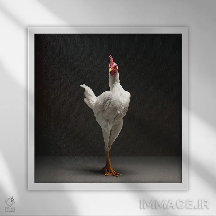 تابلو مرغ جنگجوی مدرن انگلیسی اثر چیکن (اثر هنری با لحن شوخ) - نمای قابدار سفید