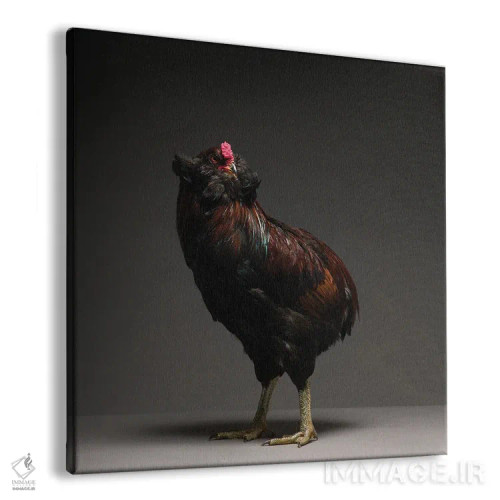 تابلو آروکانا (نژاد مرغ) اثر چیکن (اثر هنری با لحن شوخ) - نمای پرسپکتیو محصول