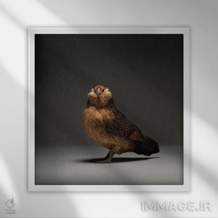 تابلو باربو دانور (نژاد مرغ) اثر چیکن (اثر هنری با لحن شوخ) - نمای قابدار سفید