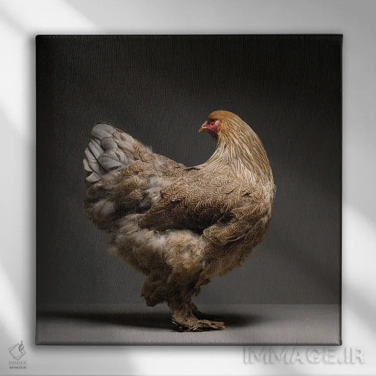 تابلو برهما (نژاد مرغ) اثر چیکن (اثر هنری با لحن شوخ) - نمای روبهرو روی دیوار