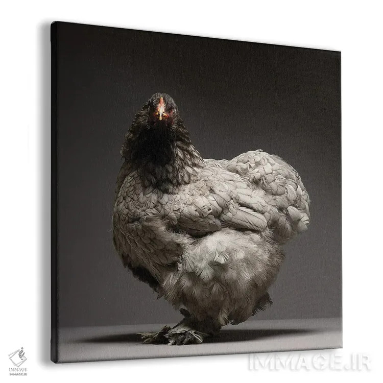 تابلو برهما (نژاد مرغ) اثر چیکن (اثر هنری با لحن شوخ) - نمای پرسپکتیو محصول