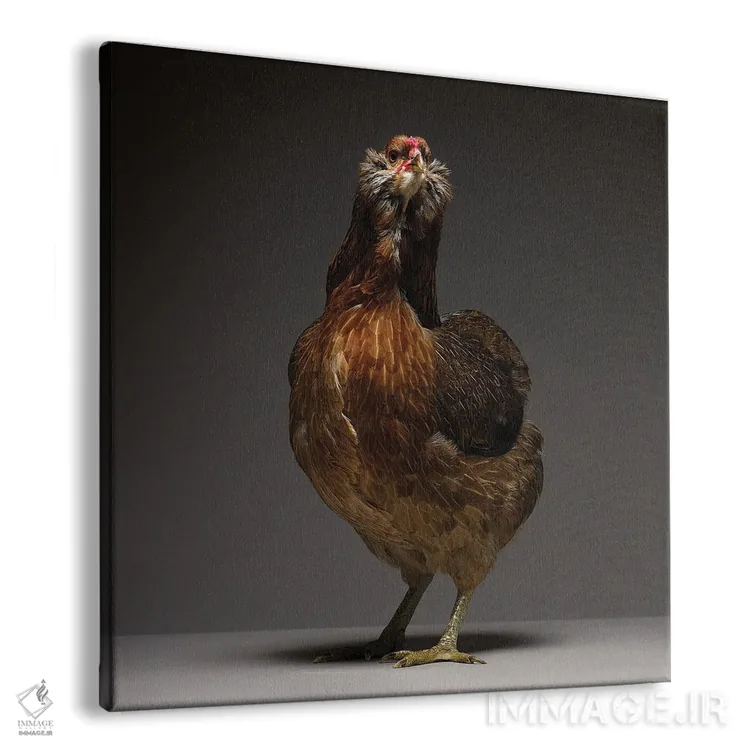 تابلو آروکانا (نژاد مرغ) اثر چیکن (اثر هنری با لحن شوخ) - نمای پرسپکتیو محصول
