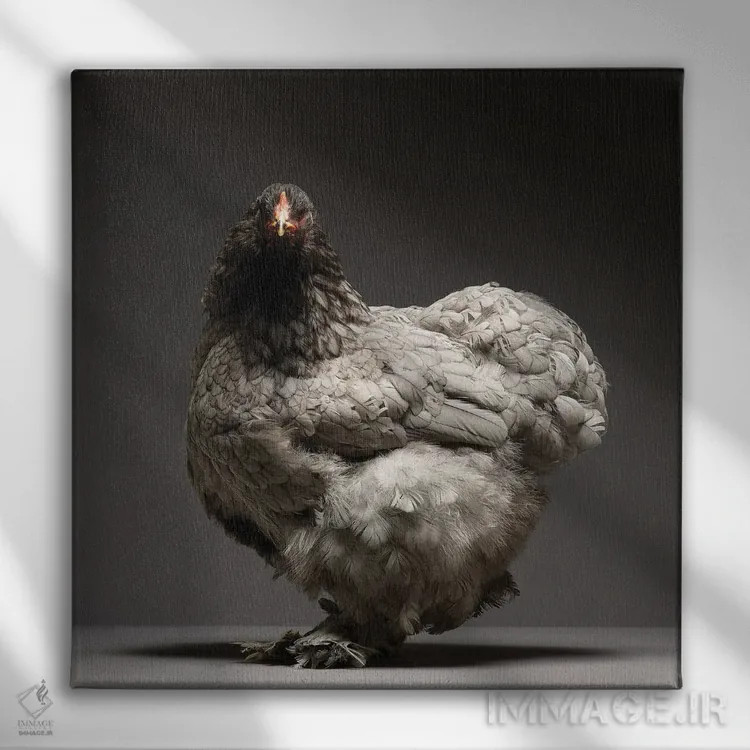 تابلو برهما (نژاد مرغ) اثر چیکن (اثر هنری با لحن شوخ) - نمای روبهرو روی دیوار