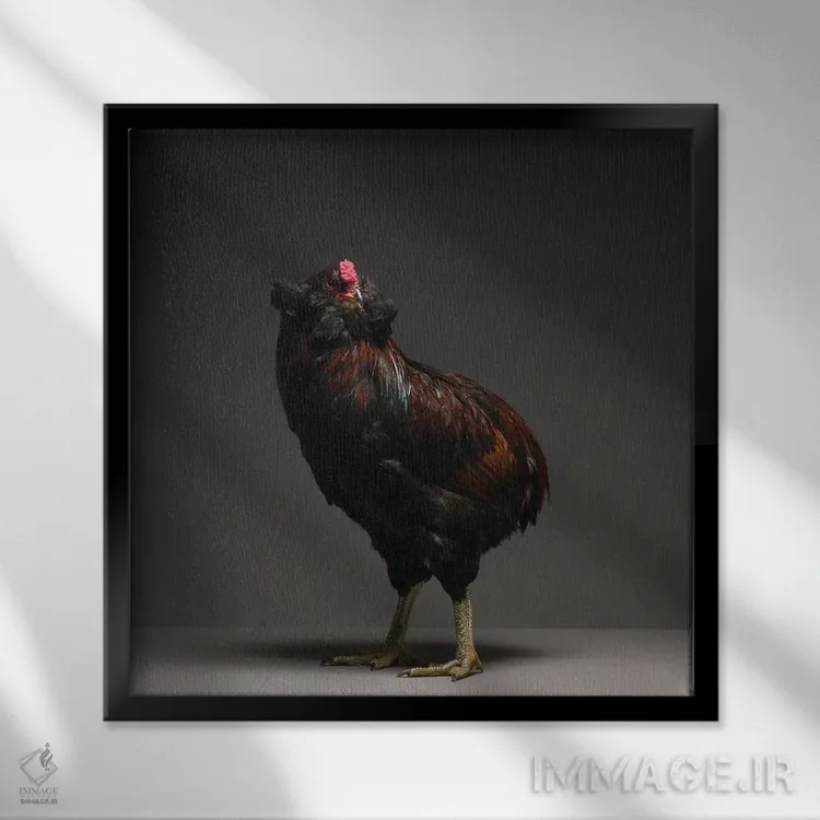 تابلو آروکانا (نژاد مرغ) اثر چیکن (اثر هنری با لحن شوخ) - نمای قابدار مشکی