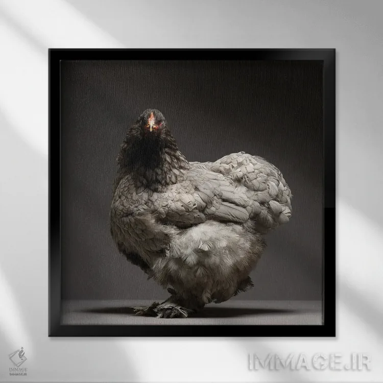 تابلو برهما (نژاد مرغ) اثر چیکن (اثر هنری با لحن شوخ) - نمای قابدار مشکی